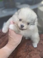 Deliah, a female Pomeranian for sale in Anna, TX – 4 of 5