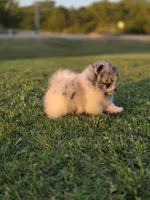 Pandora, a female Pomeranian for sale in Anna, TX – 5 of 6