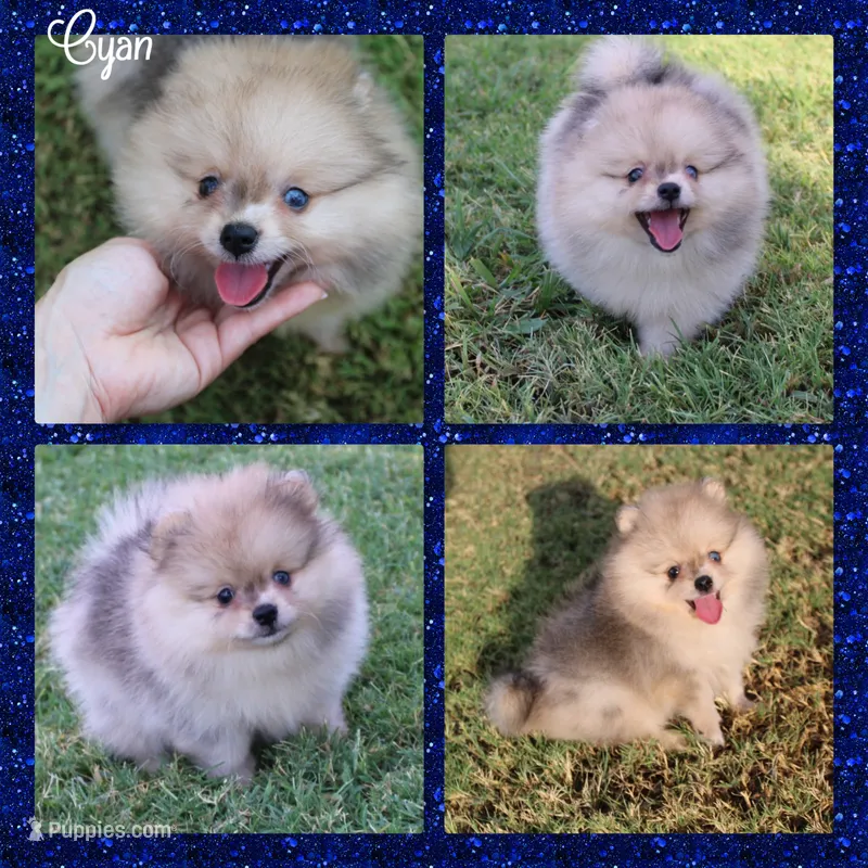 Cyan – Pomeranian puppy for sale in Anna, TX