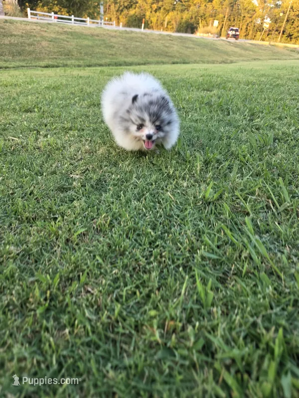 Pandora – Pomeranian puppy for sale in Anna, TX