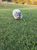 Pandora, a female Pomeranian for sale in Anna, TX – 1 of 6