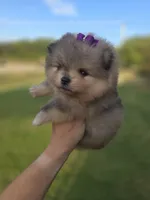 Dazzy, a female Pomeranian for sale in Anna, TX – 8 of 8