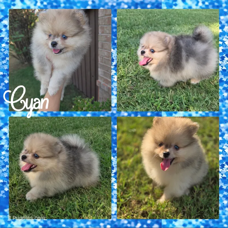 Cyan – Pomeranian puppy for sale in Anna, TX