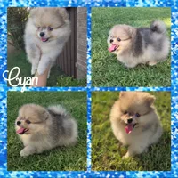 Cyan, a male Pomeranian for sale in Anna, TX – 1 of 1