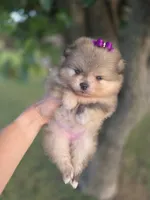 Dazzy, a female Pomeranian for sale in Anna, TX – 6 of 8