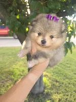 Dazzy, a female Pomeranian for sale in Anna, TX – 1 of 8