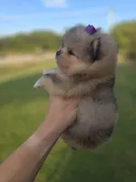 Dazzy, a female Pomeranian for sale in Anna, TX – 3 of 8
