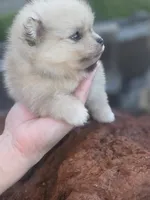 Deliah, a female Pomeranian for sale in Anna, TX – 3 of 5