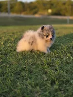 Pandora, a female Pomeranian for sale in Anna, TX – 6 of 6