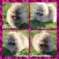 Charlotte , a female Pomeranian for sale in Anna, TX – 1 of 1