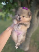 Dazzy, a female Pomeranian for sale in Anna, TX – 5 of 8