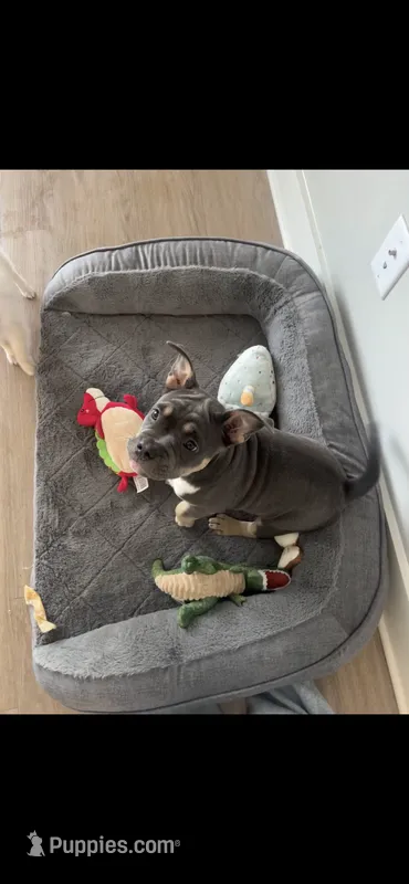 Nola – American Bully puppy for sale in Augusta, GA