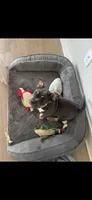 Nola, a female American Bully for sale in Augusta, GA – 1 of 4