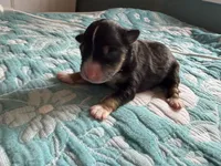 Odessa, a female Australian Shepherd for sale in Charlottesville, VA – 4 of 6
