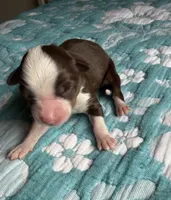 Houston, a female Australian Shepherd for sale in Charlottesville, VA – 2 of 8