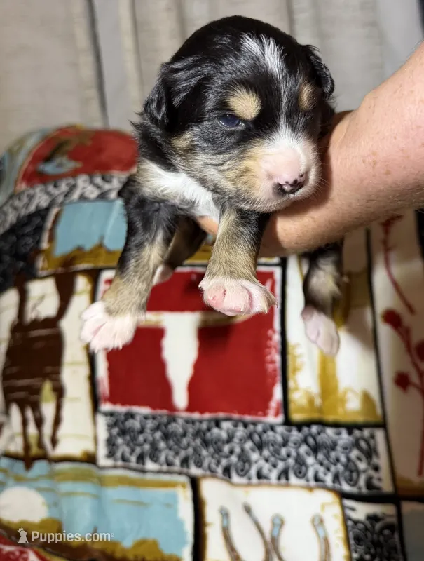 Odessa – Australian Shepherd puppy for sale in Charlottesville, VA