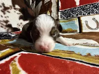 Houston, a female Australian Shepherd for sale in Charlottesville, VA – 2 of 6