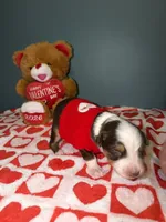 Tate, a male Miniature Australian Shepherd for sale in Charlottesville, VA – Photo 6 of 6