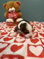 Tate, a male Miniature Australian Shepherd for sale in Charlottesville, VA – Photo 4 of 6