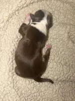 Tate, a male Miniature Australian Shepherd for sale in Charlottesville, VA – Photo 5 of 6