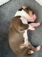 Tate, a male Miniature Australian Shepherd for sale in Charlottesville, VA – Photo 3 of 6