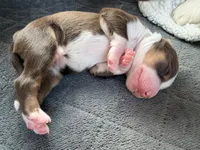 Tate, a male Miniature Australian Shepherd for sale in Charlottesville, VA – Photo 2 of 6