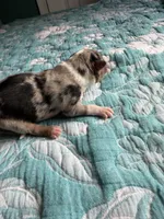Maverick , a male Australian Shepherd for sale in Charlottesville, VA – 3 of 5
