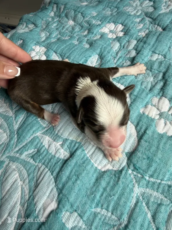 Houston – Australian Shepherd puppy for sale in Charlottesville, VA