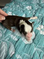 Houston, a female Australian Shepherd for sale in Charlottesville, VA – 1 of 8