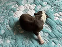 Houston, a female Australian Shepherd for sale in Charlottesville, VA – 7 of 8