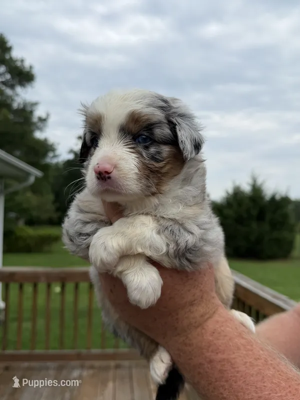Dallas – Australian Shepherd puppy for sale in Charlottesville, VA