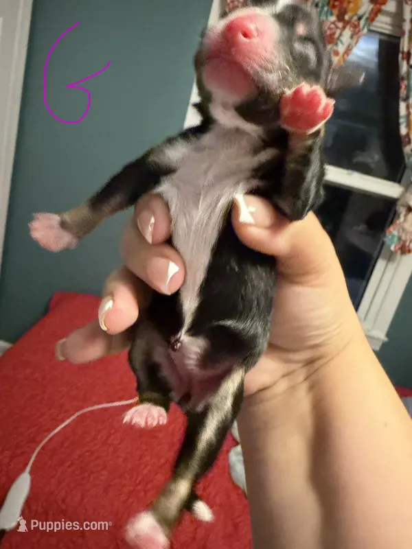 Odessa – Australian Shepherd puppy for sale in Charlottesville, VA