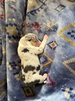 Abilene, a female Australian Shepherd for sale in Charlottesville, VA – 3 of 7