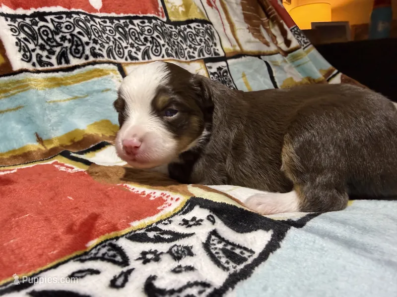 Houston – Australian Shepherd puppy for sale in Charlottesville, VA