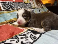 Houston, a female Australian Shepherd for sale in Charlottesville, VA – 1 of 6