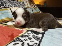 Houston, a female Australian Shepherd for sale in Charlottesville, VA – 5 of 6