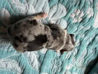 Maverick , a male Australian Shepherd for sale in Charlottesville, VA – 2 of 5