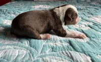 Houston, a female Australian Shepherd for sale in Charlottesville, VA – 3 of 8