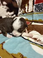 Houston, a female Australian Shepherd for sale in Charlottesville, VA – 4 of 6