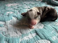 Abilene, a female Australian Shepherd for sale in Charlottesville, VA – 6 of 7