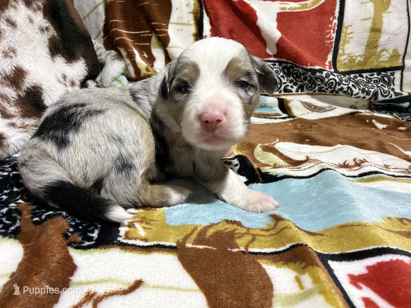 Dallas – Australian Shepherd puppy for sale in Charlottesville, VA
