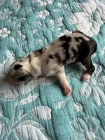 Abilene, a female Australian Shepherd for sale in Charlottesville, VA – 4 of 7