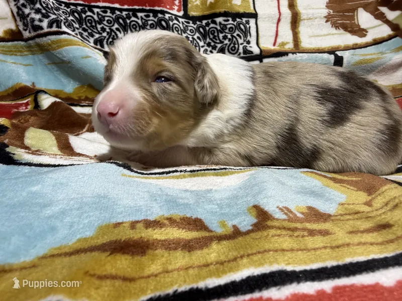 Tex – Australian Shepherd puppy for sale in Charlottesville, VA