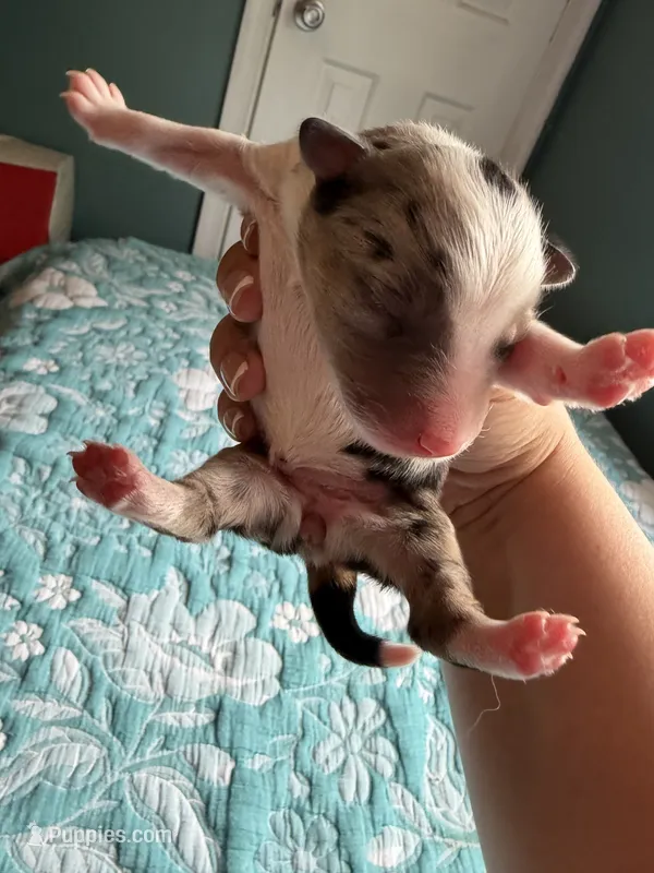 Abilene – Australian Shepherd puppy for sale in Charlottesville, VA