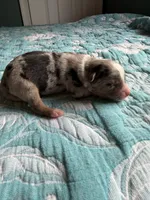 Maverick , a male Australian Shepherd for sale in Charlottesville, VA – 4 of 5