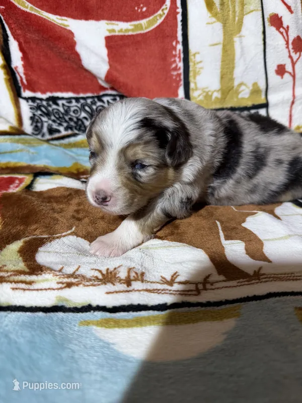 Maverick  – Australian Shepherd puppy for sale in Charlottesville, VA