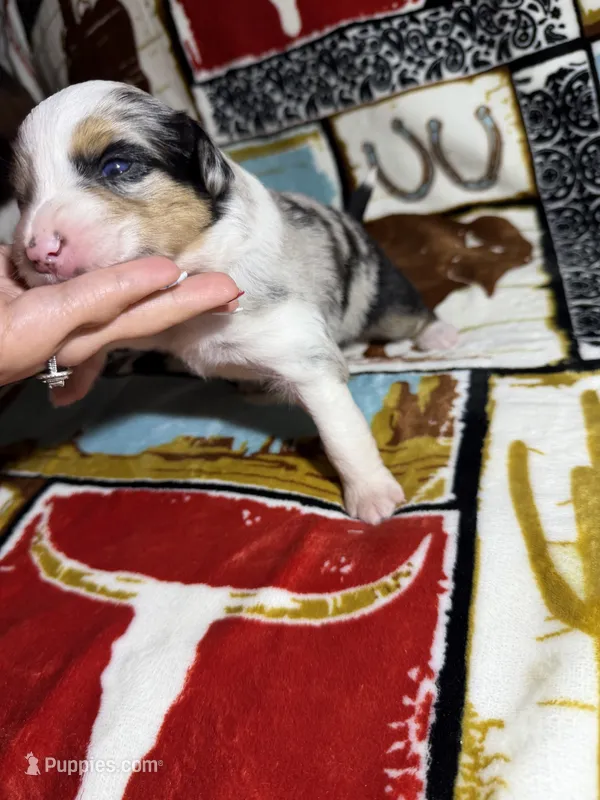 Abilene – Australian Shepherd puppy for sale in Charlottesville, VA