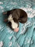 Houston, a female Australian Shepherd for sale in Charlottesville, VA – 8 of 8