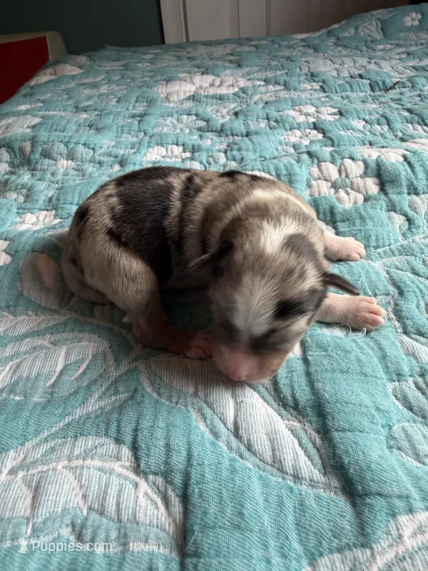 Maverick  – Australian Shepherd puppy for sale in Charlottesville, VA