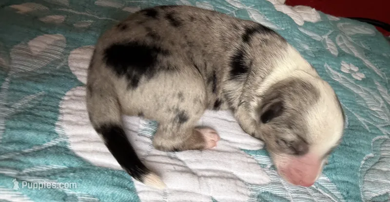 Dallas – Australian Shepherd puppy for sale in Charlottesville, VA